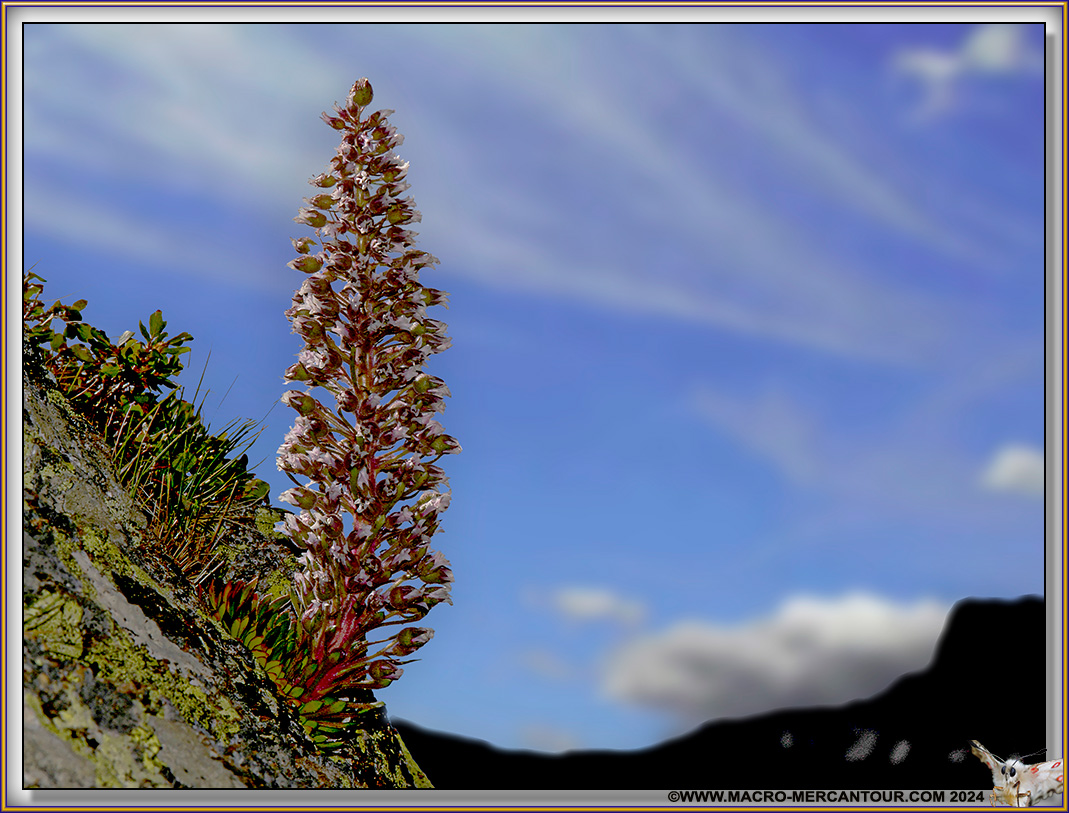 Saxifrage florulenta Moretti